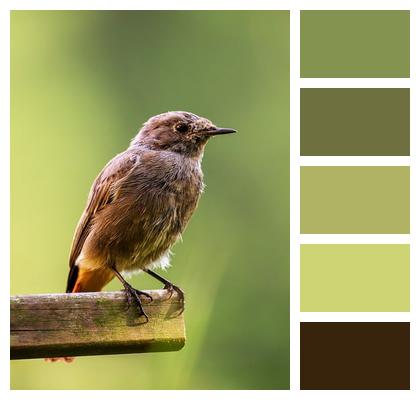 Common Redstart Bird Songbird Image